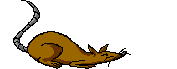 rat2